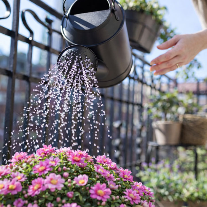 How to Water Balcony Plants