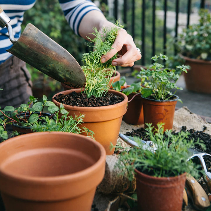 Best Herbs for Balcony Gardens in Australia