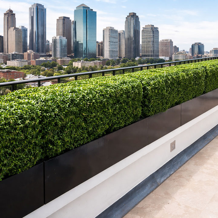 Balcony Hedge Guide for Australia